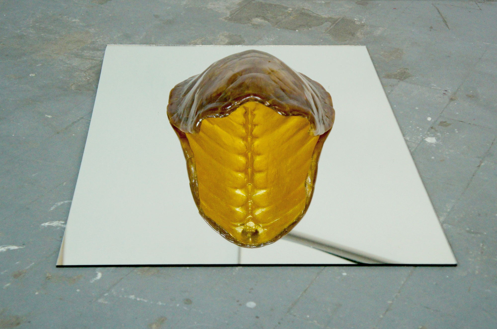  LE COBRA, 2017
Carapace de tortue, dorure a la feuille 24 carats, miroir - 50 x 70 cm
